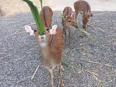 -鹿境梅花鹿生态园区