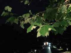 -泓0871臻选云南菜·味庄