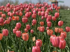 -北京国际鲜花港