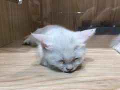 -屋虎猫馆(宝安大仟里店)