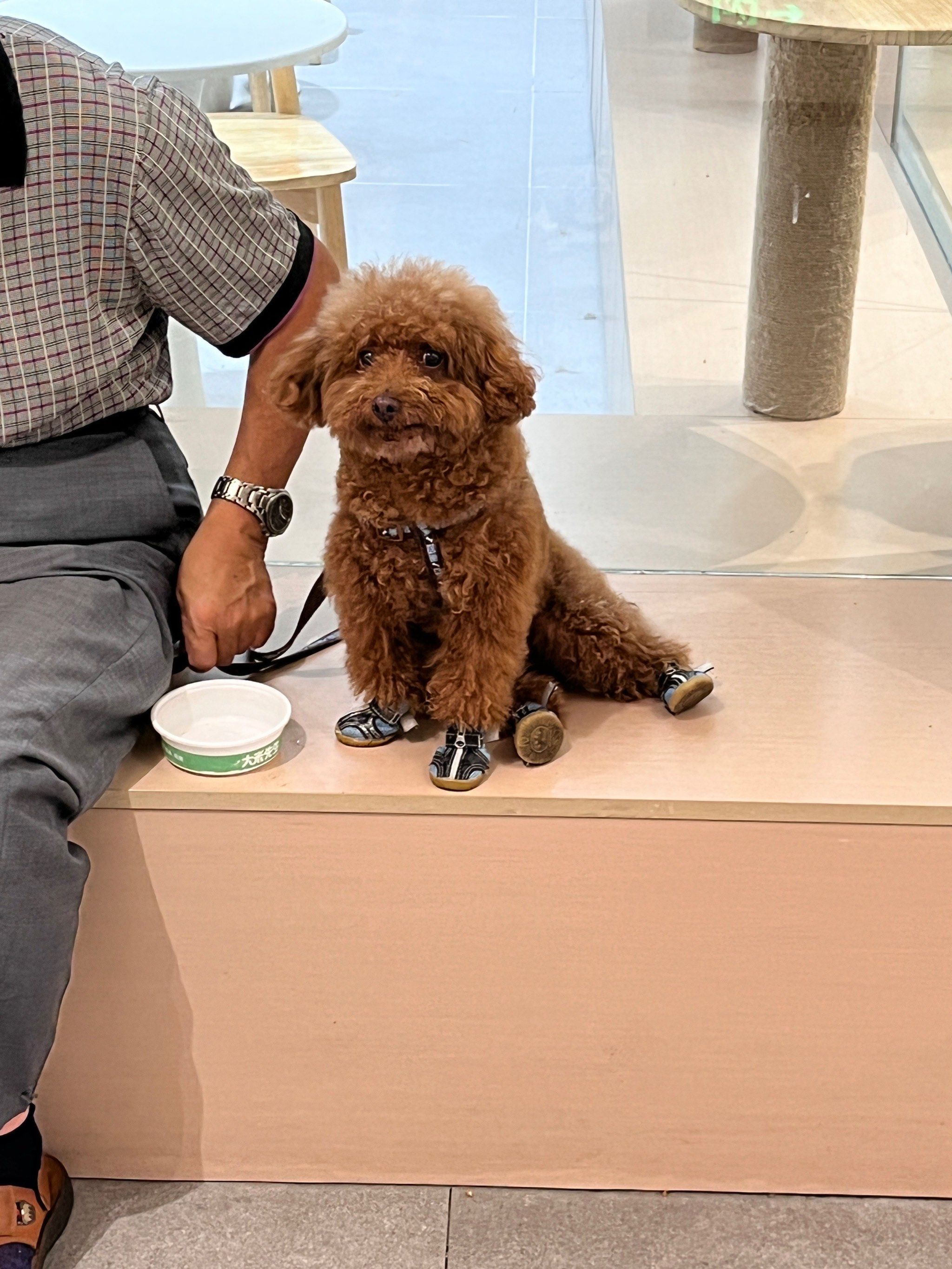 穿了四只小鞋子的狗勾,尴尬而不失礼貌的微笑