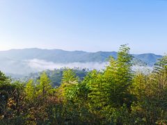 -雁南飞茶田景区