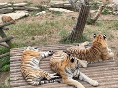 -大连森林动物园