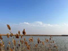 -盐城丹顶鹤湿地生态旅游区