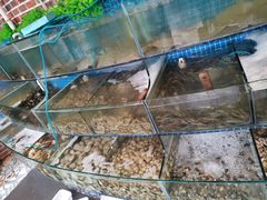 水产区-蟹谢蒸鲜自助餐厅