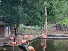 -清迈夜间动物园