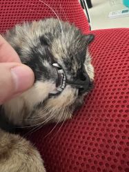 -飛凡TATTOO纹身•原创