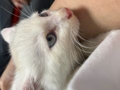 -伟伟宠物医院·CT影像中心·瑞派犬猫综合性门诊(汉口总院)