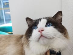 -喵喵咪呀布偶猫咖(春熙路店)