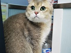 -纳吉亚猫专科动物诊疗中心(蒋宅口分院)