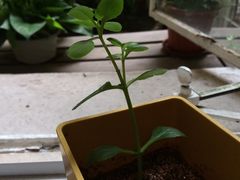 景观位-燕庭·纯燕窝·甜品下午茶(南京西路店)