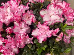 -南宁良凤江国家森林公园