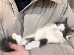 -楼上猫咖(罗湖店)