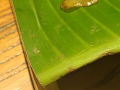 -茶花妹子云南餐厅(北大店)