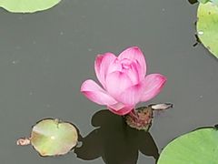 -老黄记手撕烤兔(玉林街店)