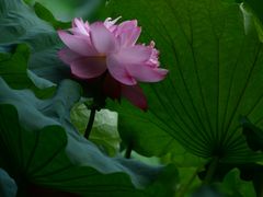 -陈家山荷花公园
