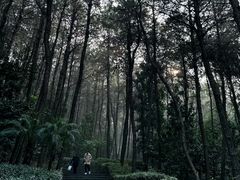 -铁山坪森林公园