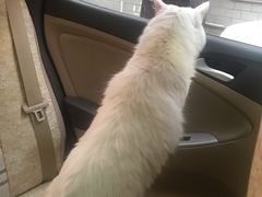 -银城烧烤(秦岭路店)