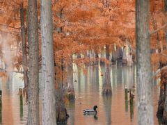 -白鹭湾湿地公园