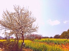 -青岩古镇