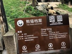 -都江堰中华大熊猫苑
