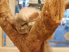 -龙猫仔乐园(惠福东路店)