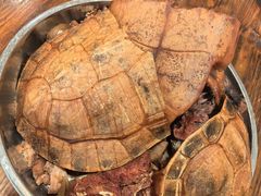 -农汤老店(顺联公园里店)