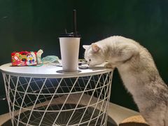 -猫儿山۰猫主题餐厅