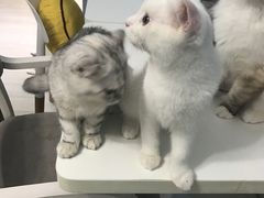 -喵的天空名猫咖啡馆·撸猫·猫舍·用品