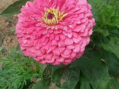 android_upload_pic-北京东方普罗旺斯薰衣草庄园