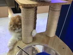 -喵园·猫主题咖啡厅·撸猫·猫咖(国贸店)