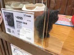 -龟与熊猫宠物公园(南坪店)