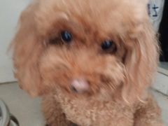 -佳雯宠物医院(四明中路分院)