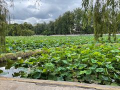 -MAP CHA普洱茶馆(翠湖店)