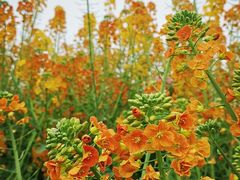 -中国天府农业博览园