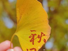 -三里屯东五街银杏大道