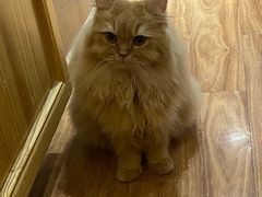 -MOCHA明星猫咖(田子坊店)