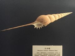 -上海海洋大学鱼文化博物馆(军工路校区)