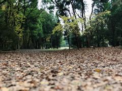 -上海共青森林公园