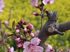 南汇桃花村-南汇桃花村