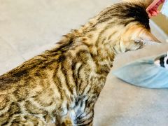 -飞行喵MR PILOT|猫舍·猫咖(静安大融城店)