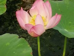 -天津东丽湖风景区