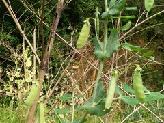 豌豆-看见远方·莫干遥远的山民宿