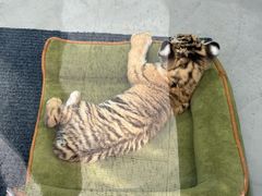 -大连森林动物园