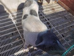 -北京鹿世界主题园