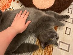 -猫咪派对(江南西店)