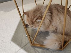 -藏猫猫咖啡主题馆(中央大道店)