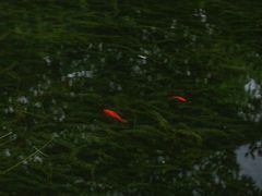 -望江楼公园