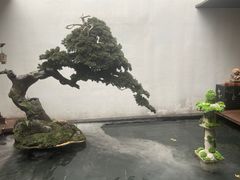 -觀芷隐轩