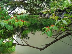 景点-沈阳植物园